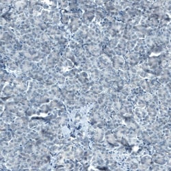 STAT3 Antibody (CL0492) - Azide and BSA Free, Novus Biologicals 100 ul;