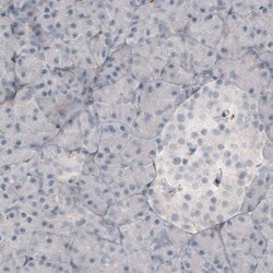 Fibronectin Antibody (CL3730) - Azide and BSA Free, Novus Biologicals 100