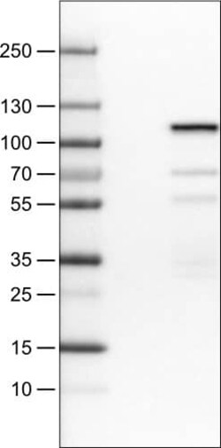 SATB2 Antibody (CL0319) - Azide and BSA Free, Novus Biologicals 100 ul;