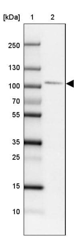 SATB2 Antibody (CL0319) - Azide and BSA Free, Novus Biologicals 100 ul;