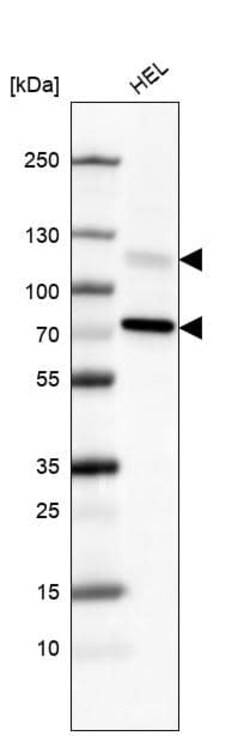 PI 3-Kinase p110 beta/PIK3CB Antibody (CL9518) - Azide and BSA Free, Novus Biologicals 100 &mu;L | Buy Online | Novus Biologicals | Fisher Scientific