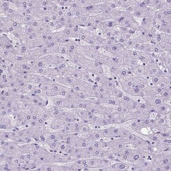 SATB2 Antibody (CL0321) - Azide and BSA Free, Novus Biologicals 100 ul;