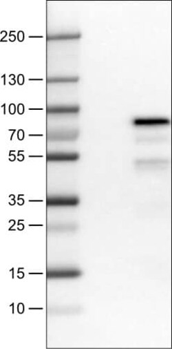 TCF-2/HNF-1 beta Antibody (CL0374) - Azide and BSA Free, Novus Biologicals
