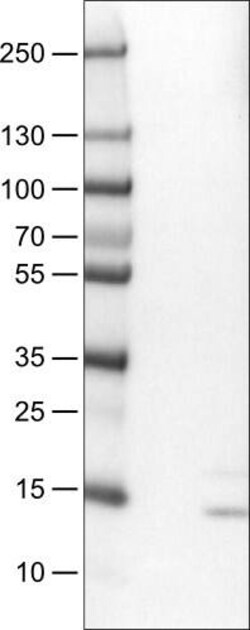 RNASE7 Antibody (CL0223) - Azide and BSA Free, Novus Biologicals 100 ul;