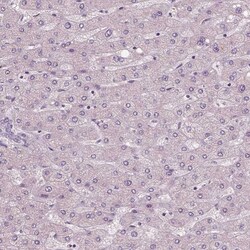 RNASE7 Antibody (CL0223) - Azide and BSA Free, Novus Biologicals 100 ul;