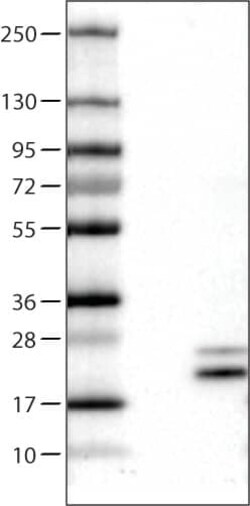 RNASE7 Antibody (CL0224) - Azide and BSA Free, Novus Biologicals 100 ul;