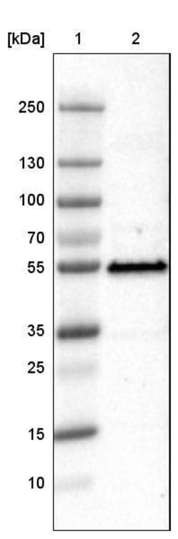 p53 Antibody (CL2199) - Azide and BSA Free, Novus Biologicals 100 ul; Unconjugated:Antibodies,