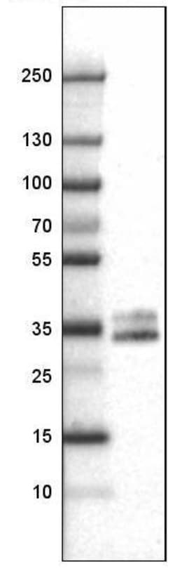 CD40/TNFRSF5 Antibody (CL1673) - Azide and BSA Free, Novus Biologicals