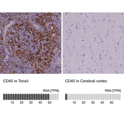 CD40/TNFRSF5 Antibody (CL1673) - Azide and BSA Free, Novus Biologicals