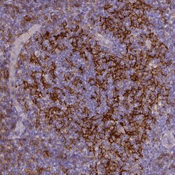 CD40/TNFRSF5 Antibody (CL1673) - Azide and BSA Free, Novus Biologicals
