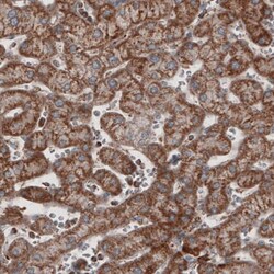 COX4 Antibody (CL3501) - Azide and BSA Free, Novus Biologicals 100 ul;