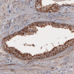 COX4 Antibody (CL3501) - Azide and BSA Free, Novus Biologicals 100 ul;