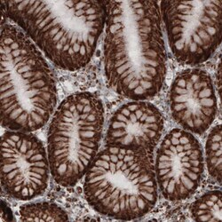 COX4 Antibody (CL3501) - Azide and BSA Free, Novus Biologicals 100 ul;