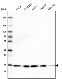 COX4 Antibody (CL3501) - Azide and BSA Free, Novus Biologicals 100 ul;