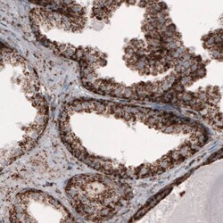 COX4 Antibody (CL3497) - Azide and BSA Free, Novus Biologicals 100 ul;