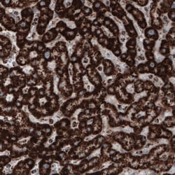 COX4 Antibody (CL3497) - Azide and BSA Free, Novus Biologicals 100 ul;