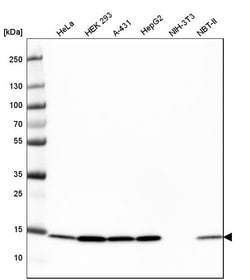 COX4 Antibody (CL3497) - Azide and BSA Free, Novus Biologicals 100 ul;