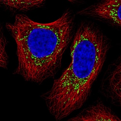 COX4 Antibody (CL3497) - Azide and BSA Free, Novus Biologicals 100 ul;
