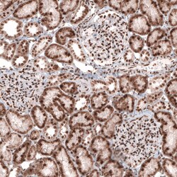 CDP/CUTL1 Antibody (CL5275) - Azide and BSA Free, Novus Biologicals 100