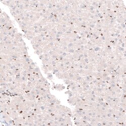 CDP/CUTL1 Antibody (CL5278) - Azide and BSA Free, Novus Biologicals 100