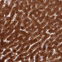 PHGDH Antibody (CL0555) - Azide and BSA Free, Novus Biologicals 100 ul;