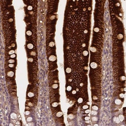 Apolipoprotein A-IV/ApoA4 Antibody (CL0465) - Azide and BSA Free, Novus