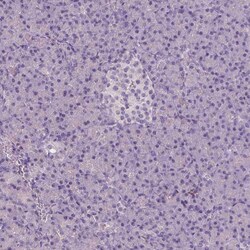 Apolipoprotein A-IV/ApoA4 Antibody (CL0465) - Azide and BSA Free, Novus