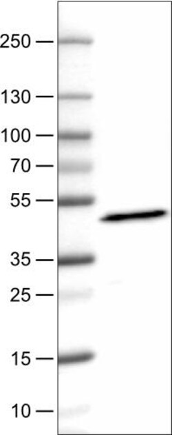 Apolipoprotein A-IV/ApoA4 Antibody (CL0465) - Azide and BSA Free, Novus
