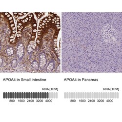 Apolipoprotein A-IV/ApoA4 Antibody (CL0467) - Azide and BSA Free, Novus