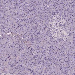 Apolipoprotein A-IV/ApoA4 Antibody (CL0467) - Azide and BSA Free, Novus