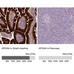Apolipoprotein A-IV/ApoA4 Antibody (CL0468) - Azide and BSA Free, Novus