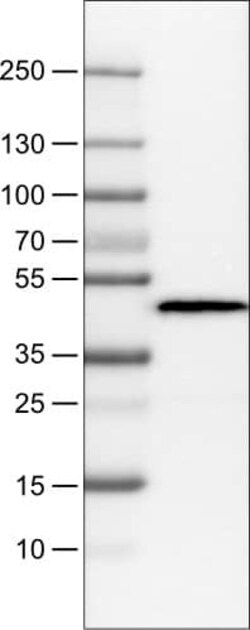 Apolipoprotein A-IV/ApoA4 Antibody (CL0468) - Azide and BSA Free, Novus
