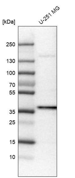 USP46 Antibody (CL0364) - Azide and BSA Free, Novus Biologicals 100 ul;