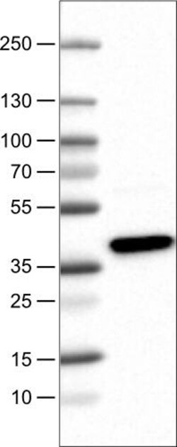 USP46 Antibody (CL0363) - Azide and BSA Free, Novus Biologicals 100 ul;