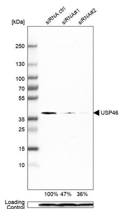 USP46 Antibody (CL0363) - Azide and BSA Free, Novus Biologicals 100 ul;