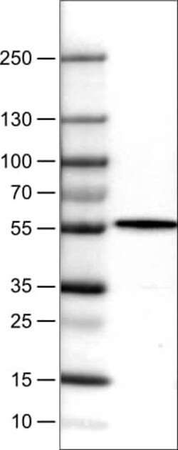 NAPRT1 Antibody (CL0366) - Azide and BSA Free, Novus Biologicals 100 ul;