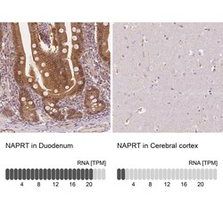NAPRT1 Antibody (CL0366) - Azide and BSA Free, Novus Biologicals 100 ul;