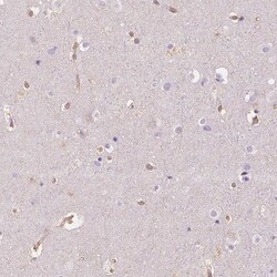 NAPRT1 Antibody (CL0366) - Azide and BSA Free, Novus Biologicals 100 ul;