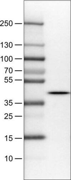 NECAB1 Antibody (CL0576) - Azide and BSA Free, Novus Biologicals 100 ul;