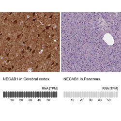NECAB1 Antibody (CL0576) - Azide and BSA Free, Novus Biologicals 100 ul;