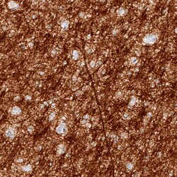 Myelin PLP Antibody (CL10622) - Azide and BSA Free, Novus Biologicals 100
