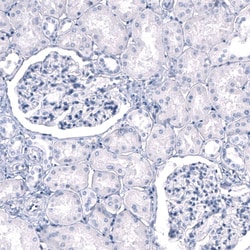 Myelin PLP Antibody (CL10622) - Azide and BSA Free, Novus Biologicals 100