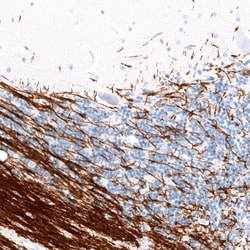 Myelin PLP Antibody (CL10622) - Azide and BSA Free, Novus Biologicals 100