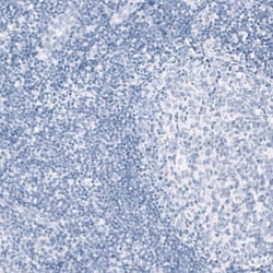 Myelin PLP Antibody (CL10622) - Azide and BSA Free, Novus Biologicals 100