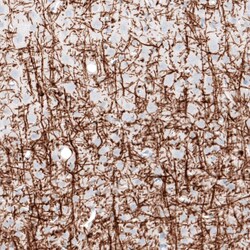 Myelin PLP Antibody (CL10622) - Azide and BSA Free, Novus Biologicals 100