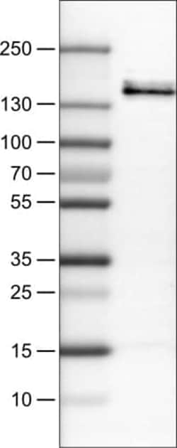 VEGFR1/Flt-1 Antibody (CL0345) - Azide and BSA Free, Novus Biologicals