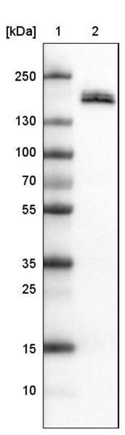 Podocalyxin Like Antibody (CL0284) - Azide and BSA Free, Novus Biologicals