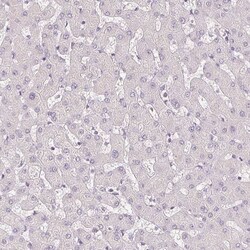 Podocalyxin Like Antibody (CL0284) - Azide and BSA Free, Novus Biologicals
