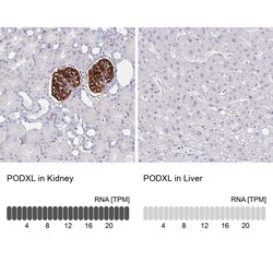Podocalyxin Like Antibody (CL0308) - Azide and BSA Free, Novus Biologicals