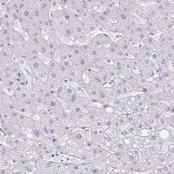 Podocalyxin Like Antibody (CL0308) - Azide and BSA Free, Novus Biologicals